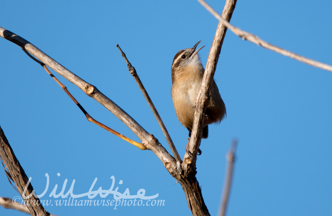 Carolina Wren Picture