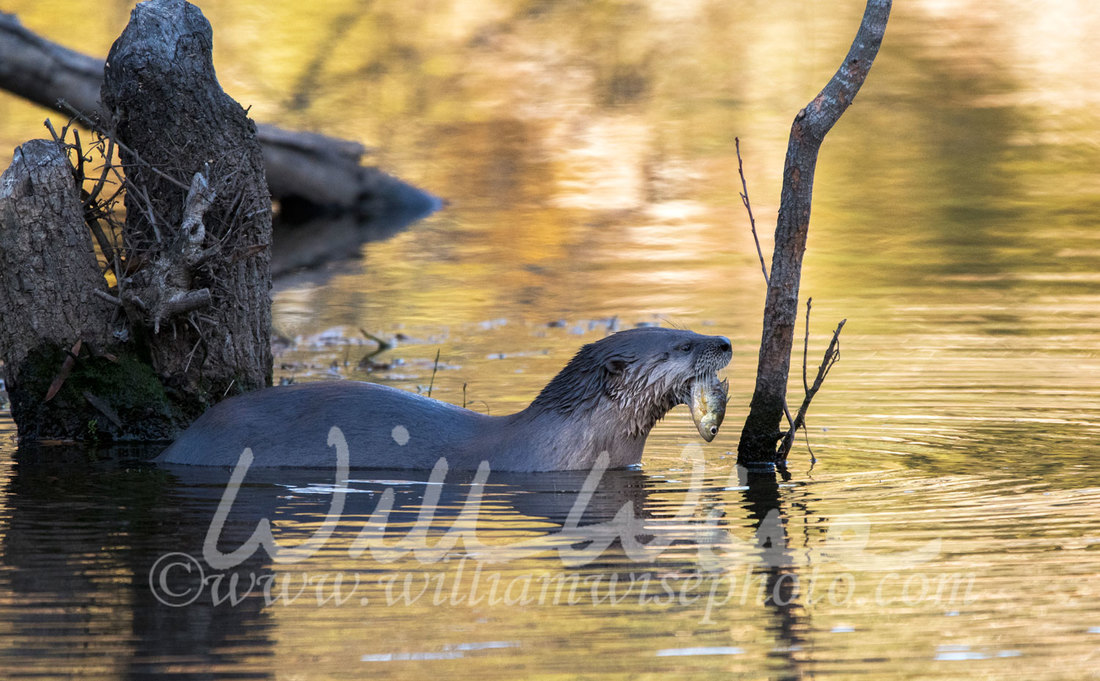 River Otter Picture