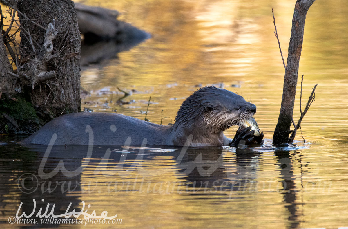 River Otter Picture