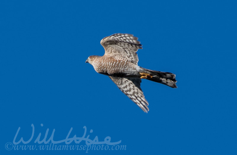 Sharp Shinned Hawk