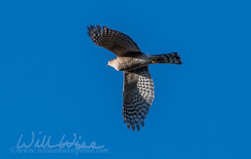 Sharp Shinned Hawk