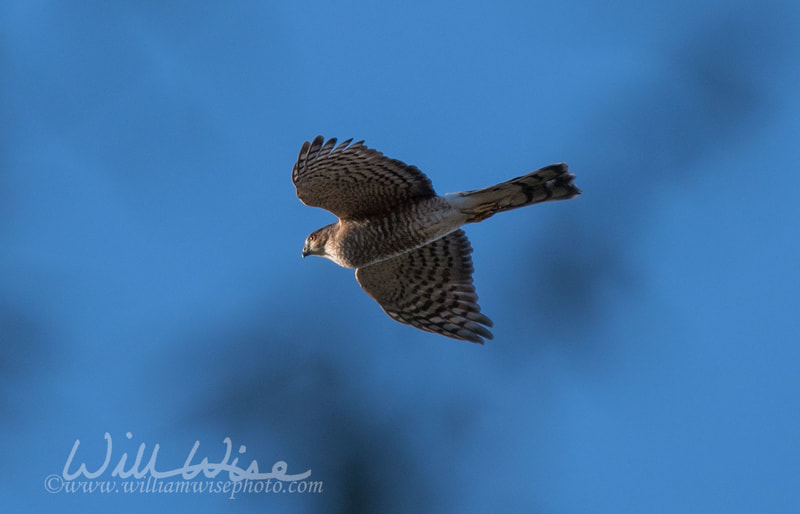 Sharp Shinned Hawk