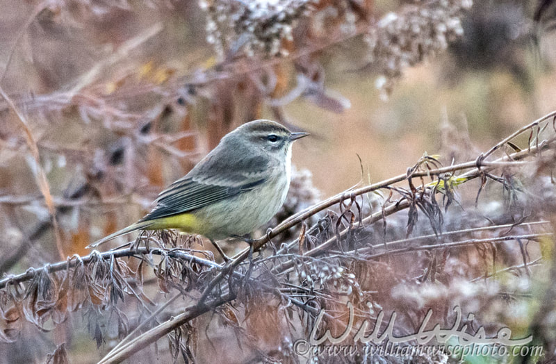 Palm Warbler