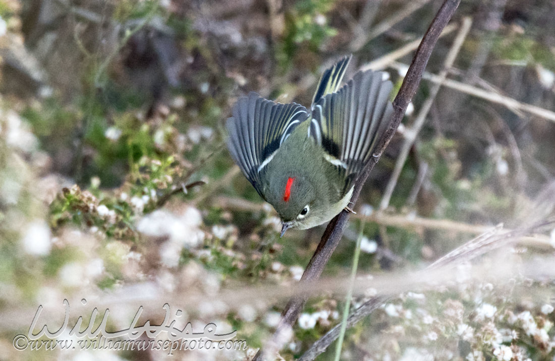 Ruby Crowned Kinglet Picture