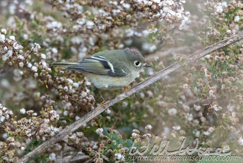 Ruby Crowned Kinglet