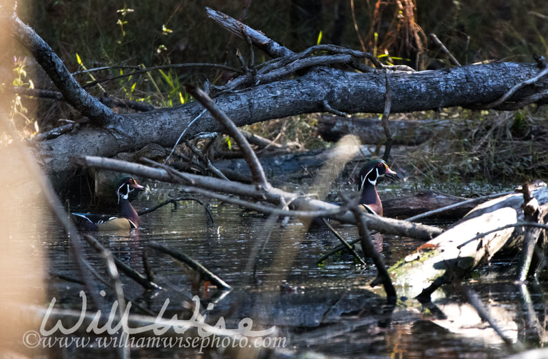 Wood Duck