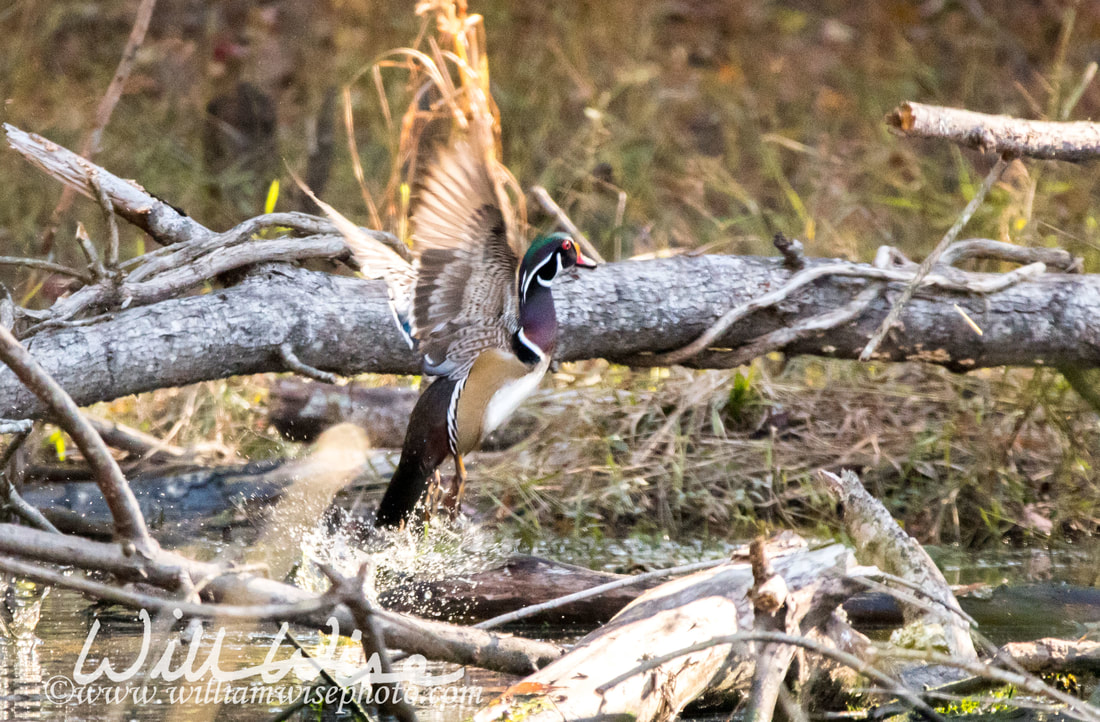 Wood Duck Picture