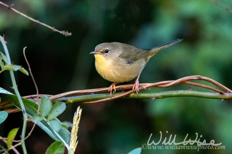 Common Yellowthroat warbler