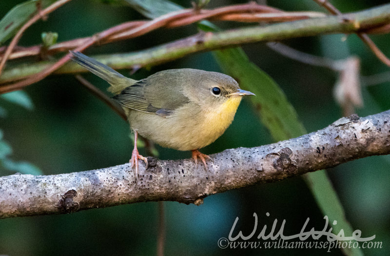 Common Yellowthroat warbler