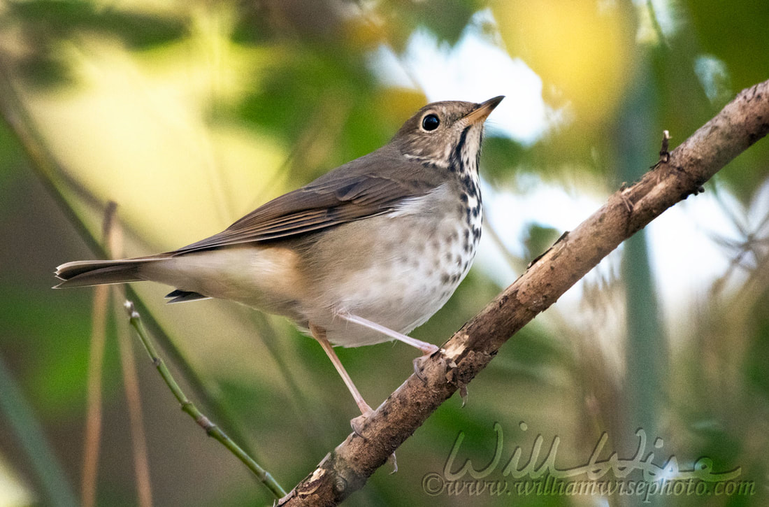 Hermit Thrush Picture
