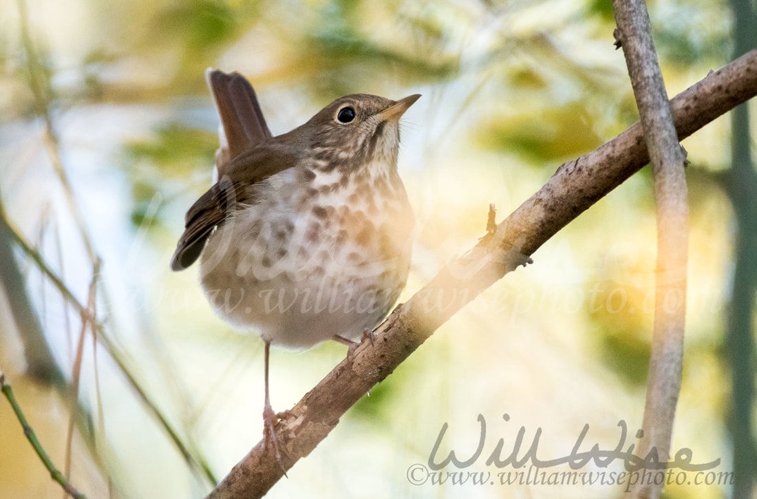 Hermit Thrush Picture