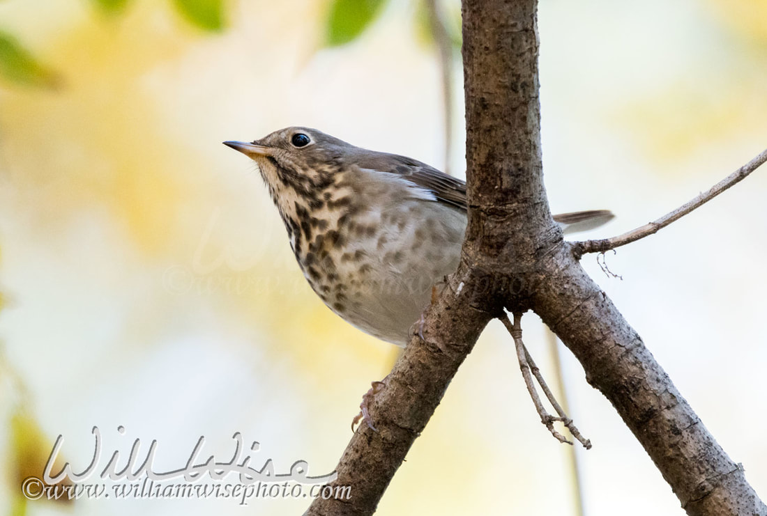 Hermit Thrush Picture