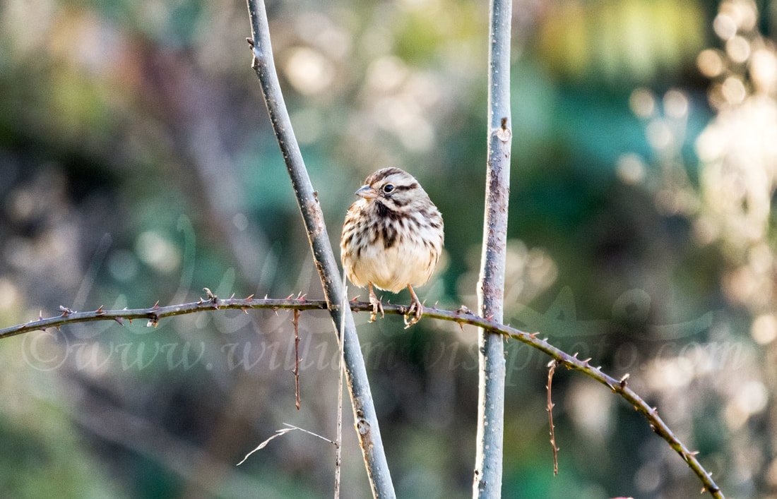 Song Sparrow Picture