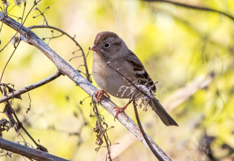 Field Sparrow
