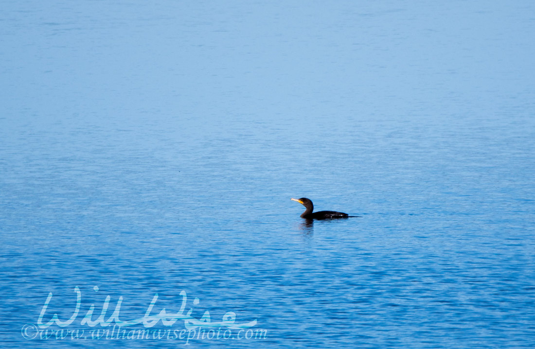 Cormorant Picture