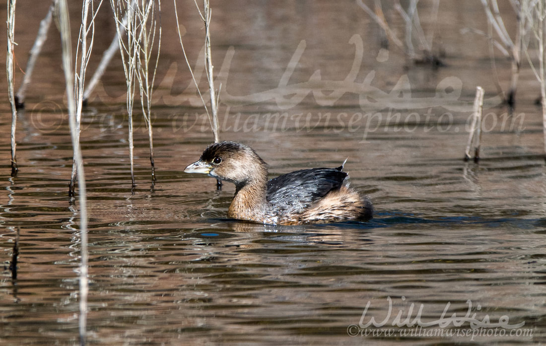 Pied Billed Grebe Picture