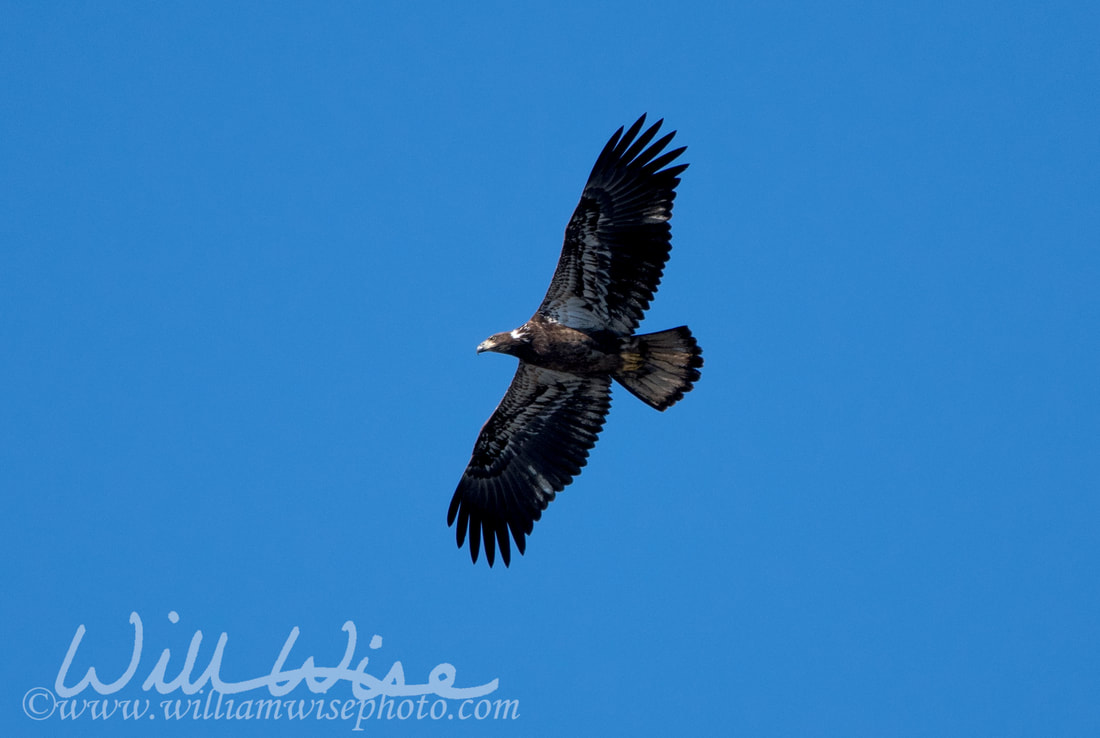 Bald Eagle Picture