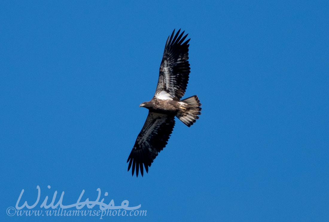 Bald Eagle Picture