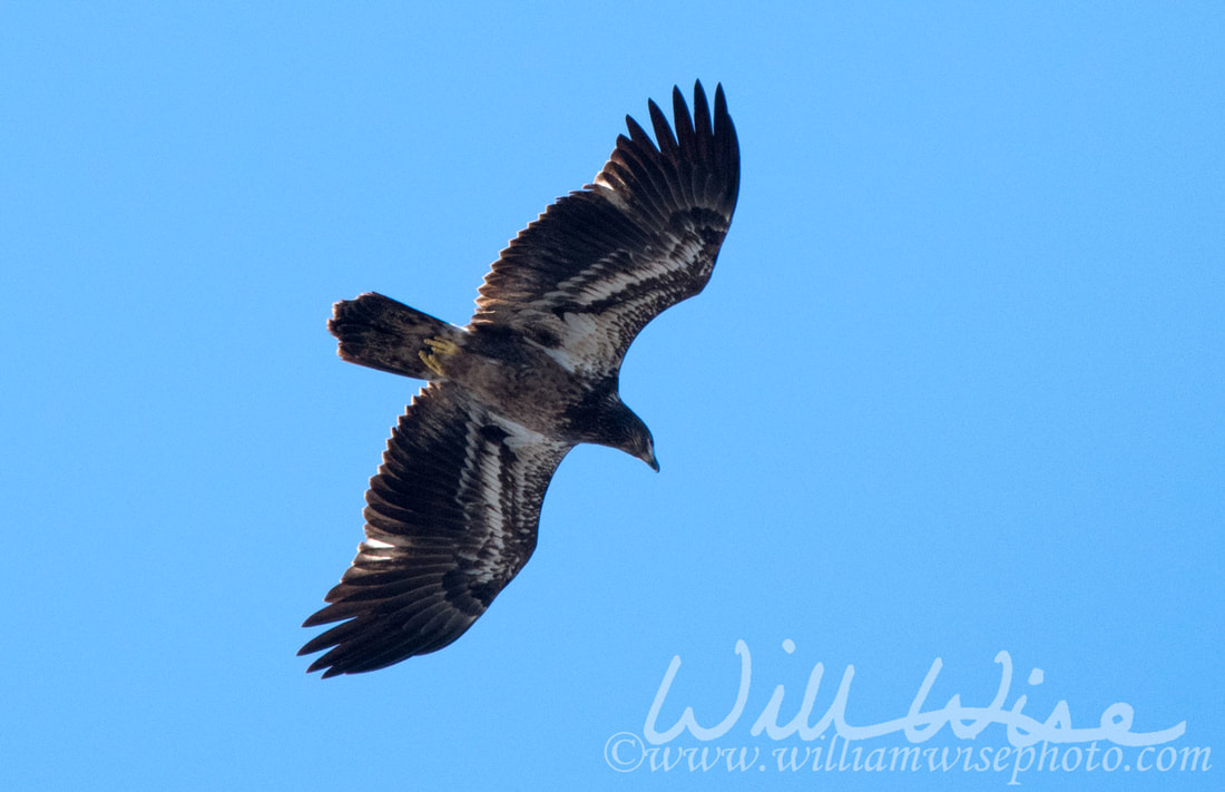 Bald Eagle Picture