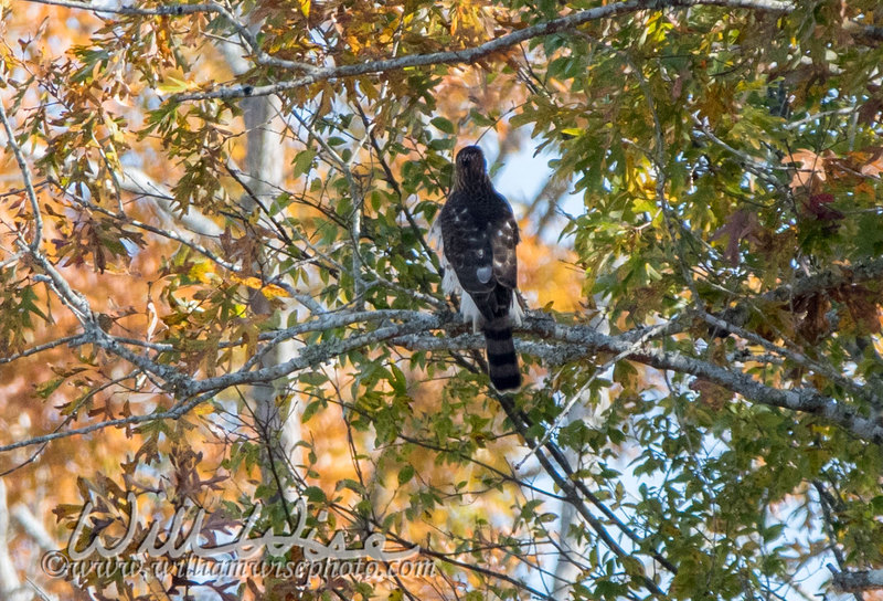Coopers Hawk