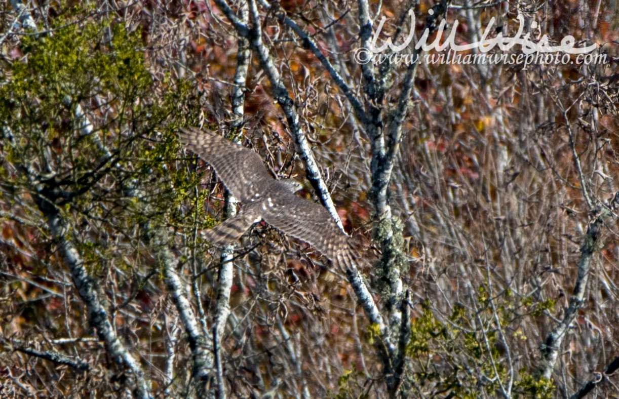 Coopers Hawk