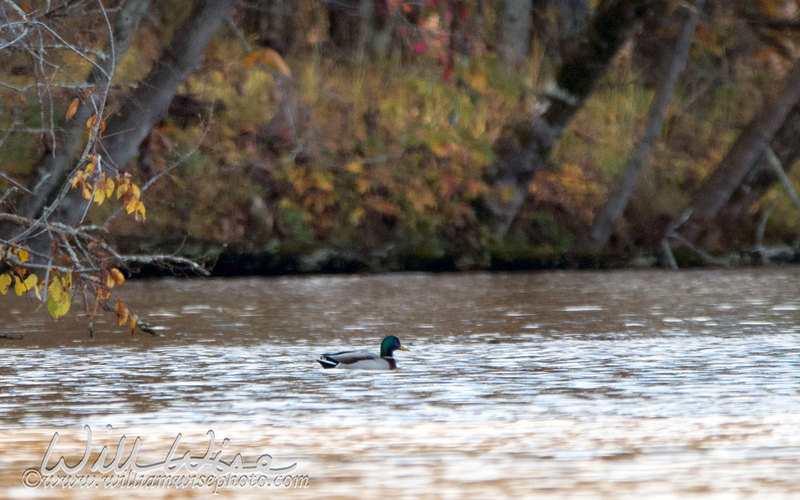 Mallard