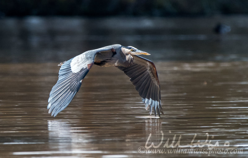 Heron 