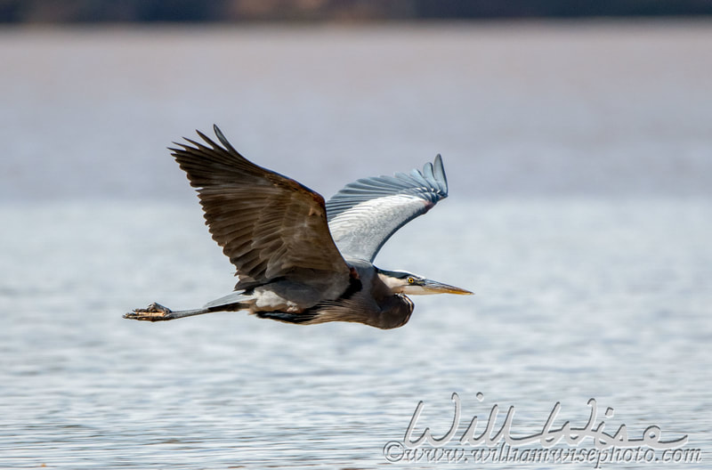 Heron 