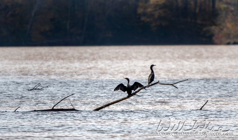 Cormorant