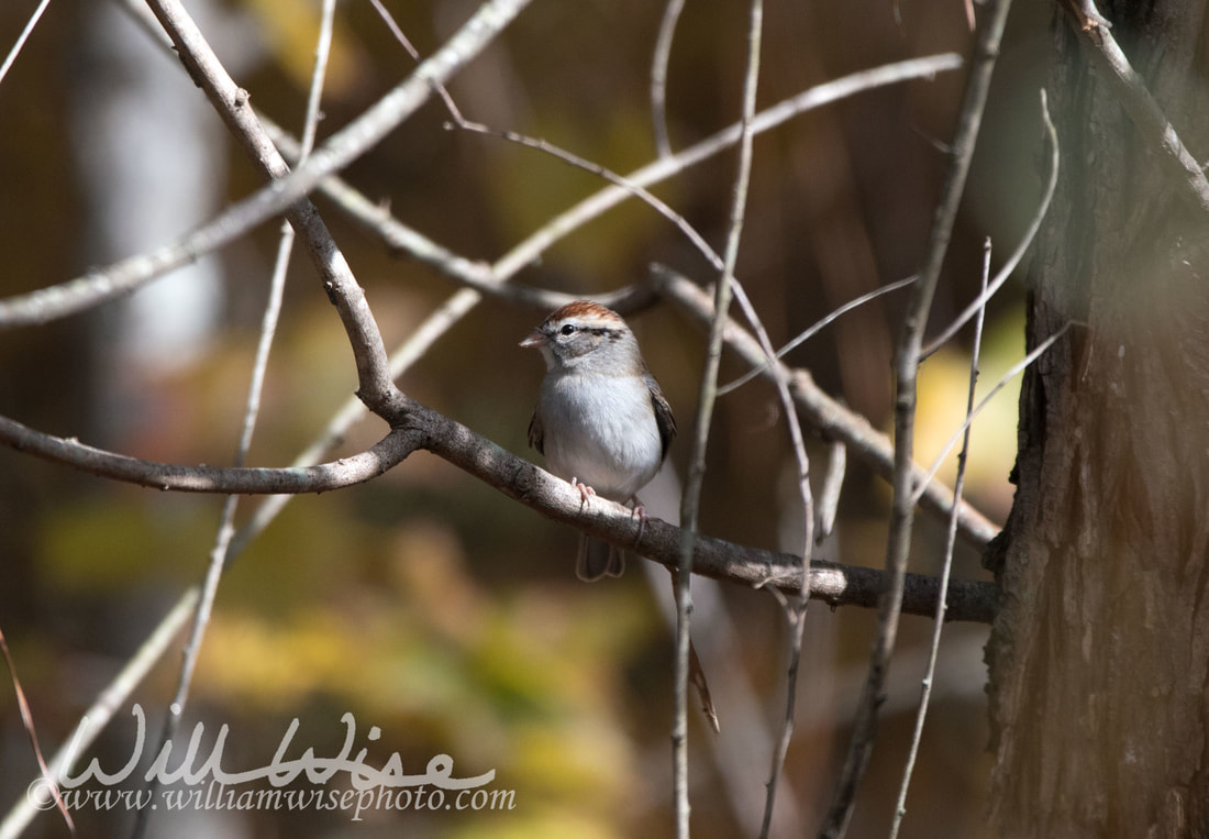 Chipping Sparrow Picture