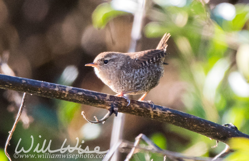 Winter Wren