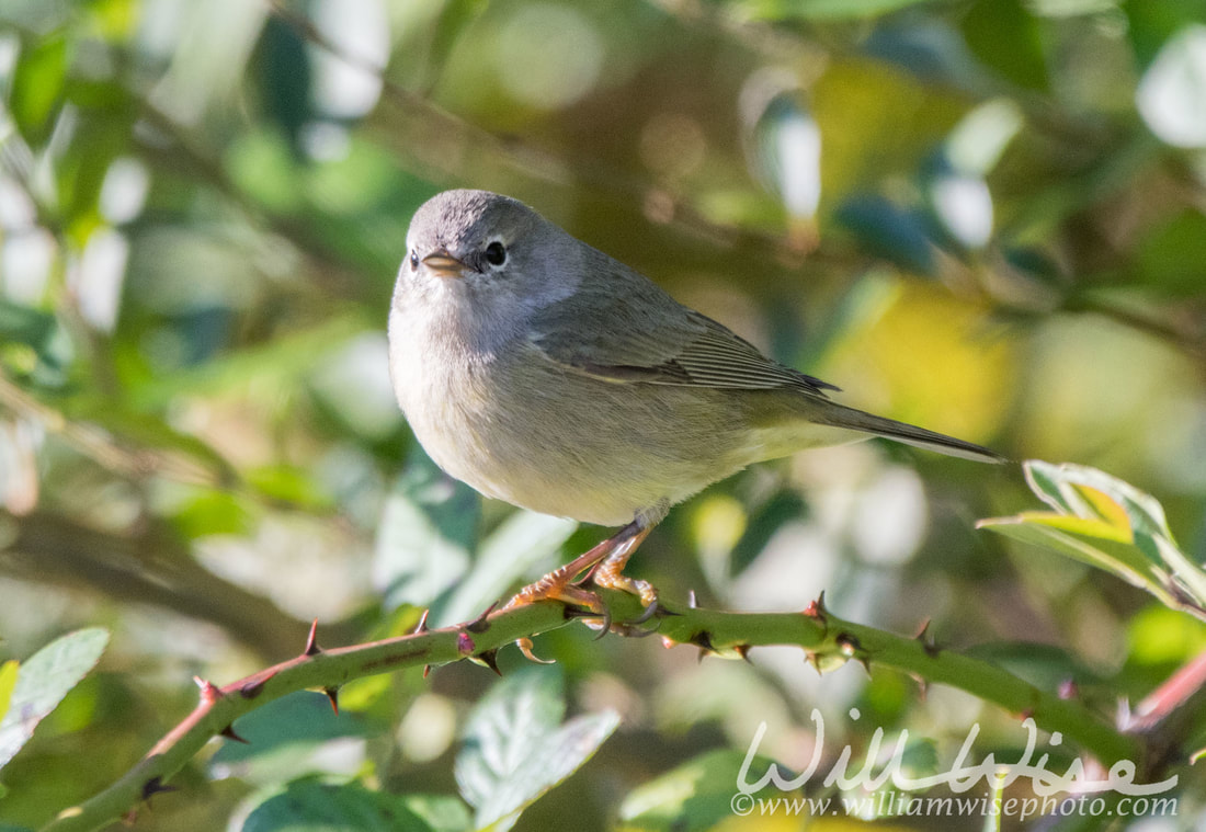 Orange-crowned Warbler Picture