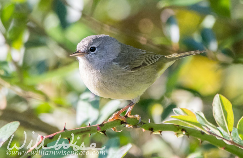 Orange Crowned Warbler
