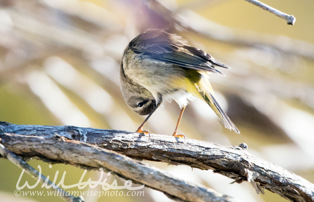 Palm Warbler Picture