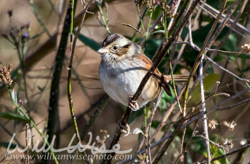 Swamp Sparrow