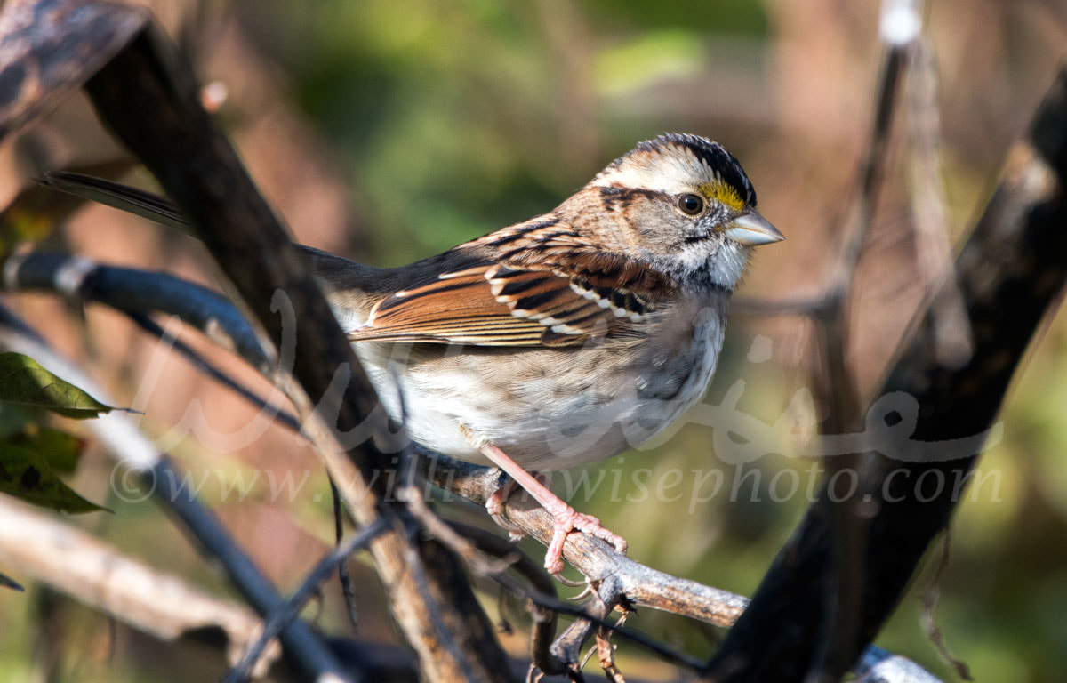 White-throated Sparrow Picture