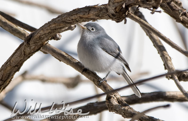 Blue Gray Gnatcatcher