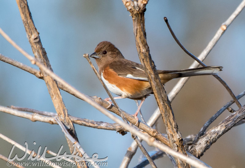 Eastern Towhee