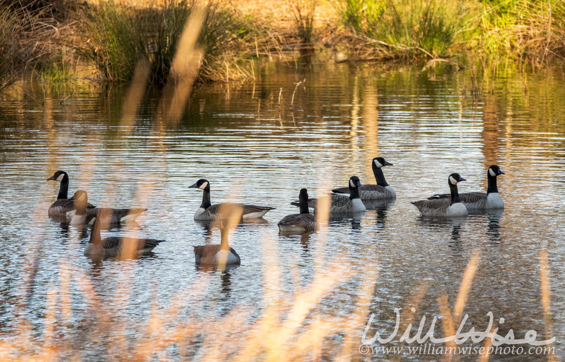 Canada Goose Picture