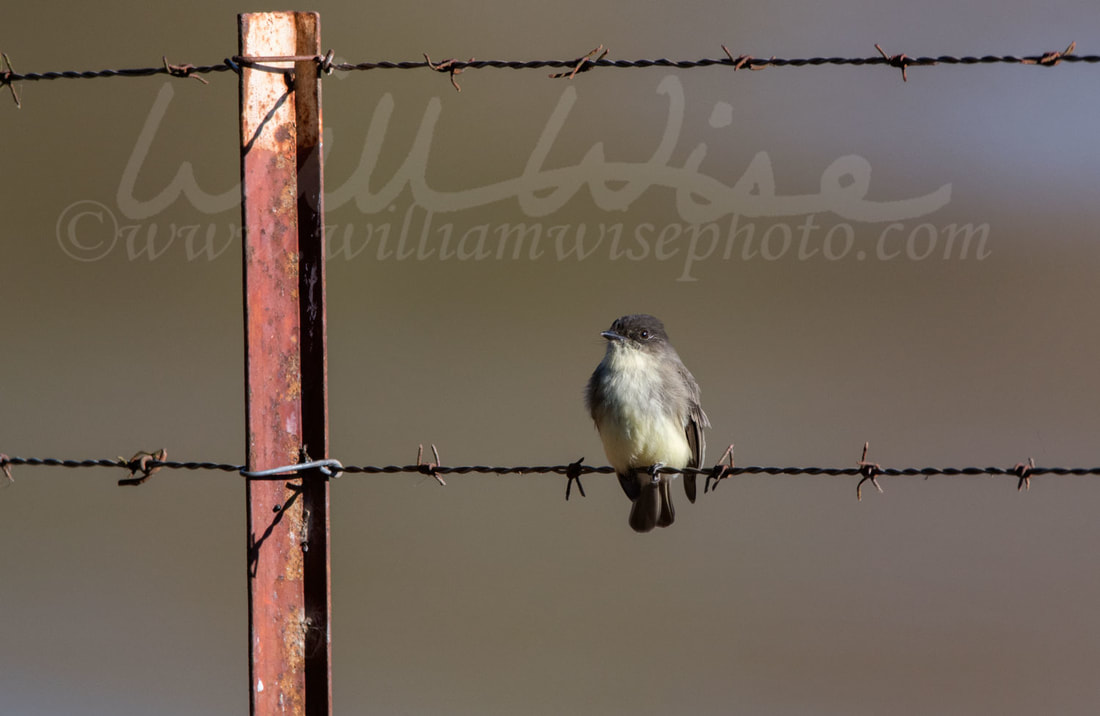 Eastern Phoebe Picture