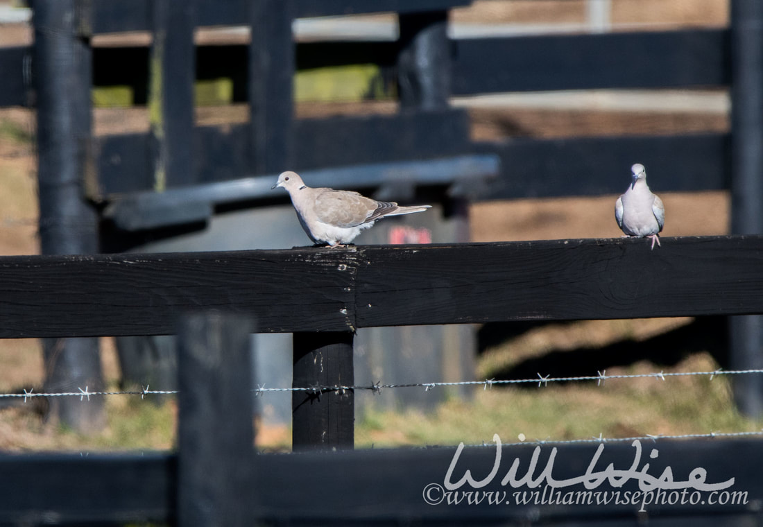 Eurasian Collared-dove Picture