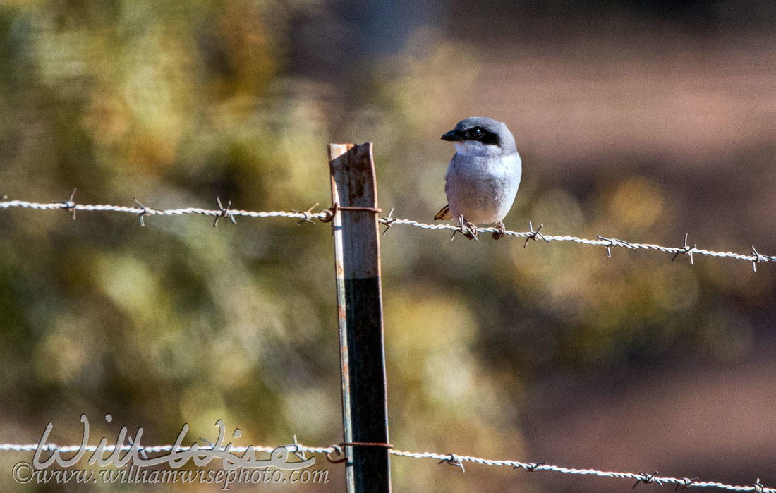 Loggerhead Shrike Picture