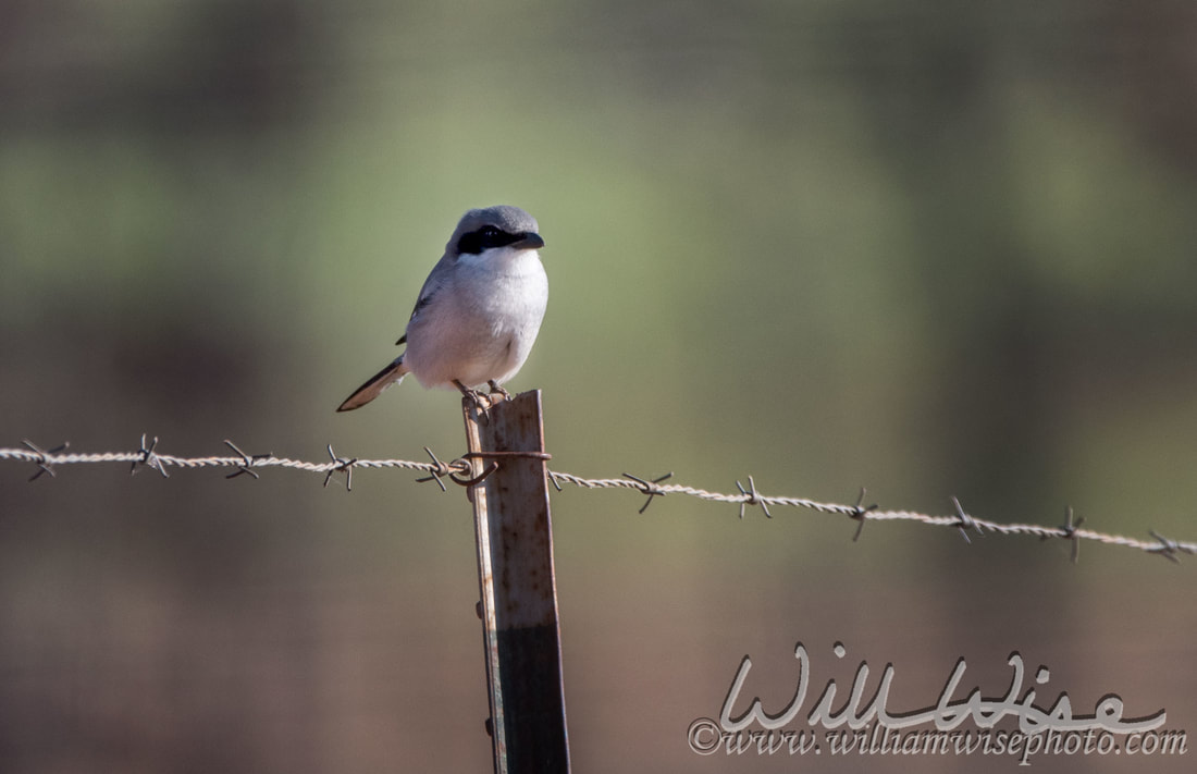 Loggerhead Shrike Picture