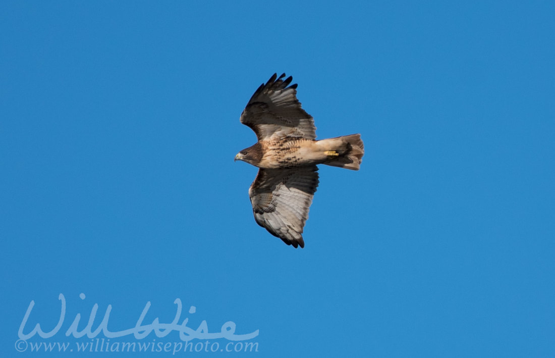 Red Tailed Hawk Picture
