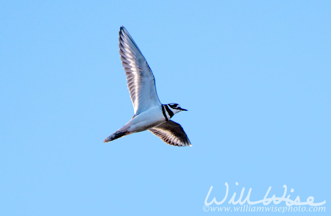 Killdeer Picture