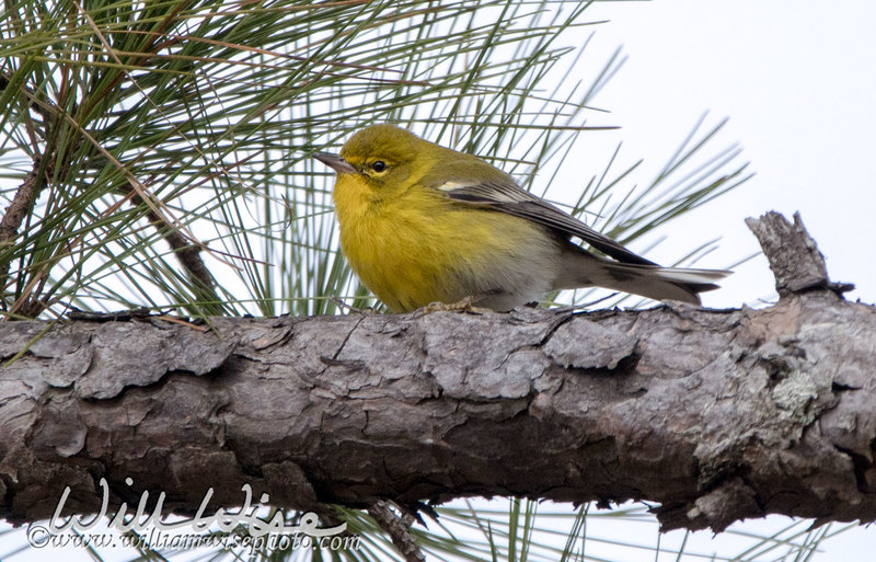Pine Warbler