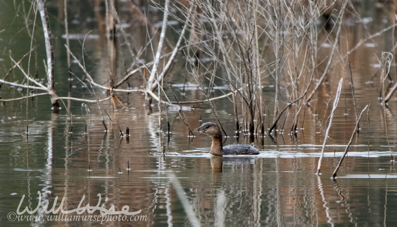 Pied Billed Grebe