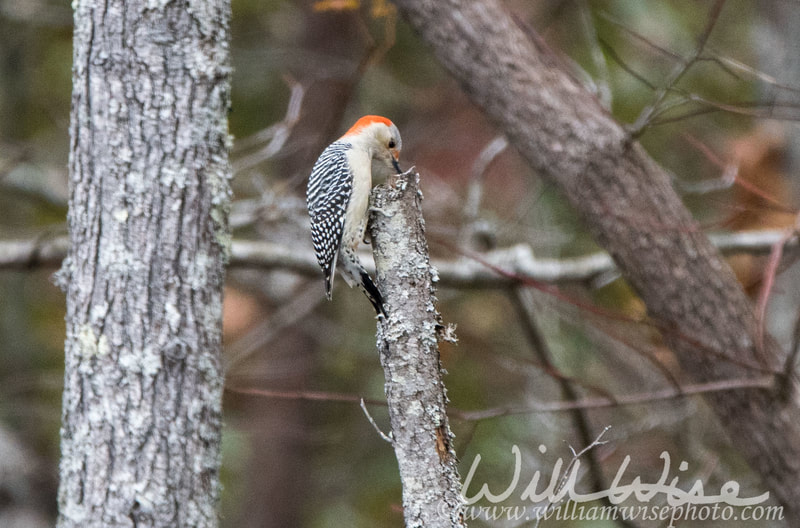 Red Bellied Woodpecker