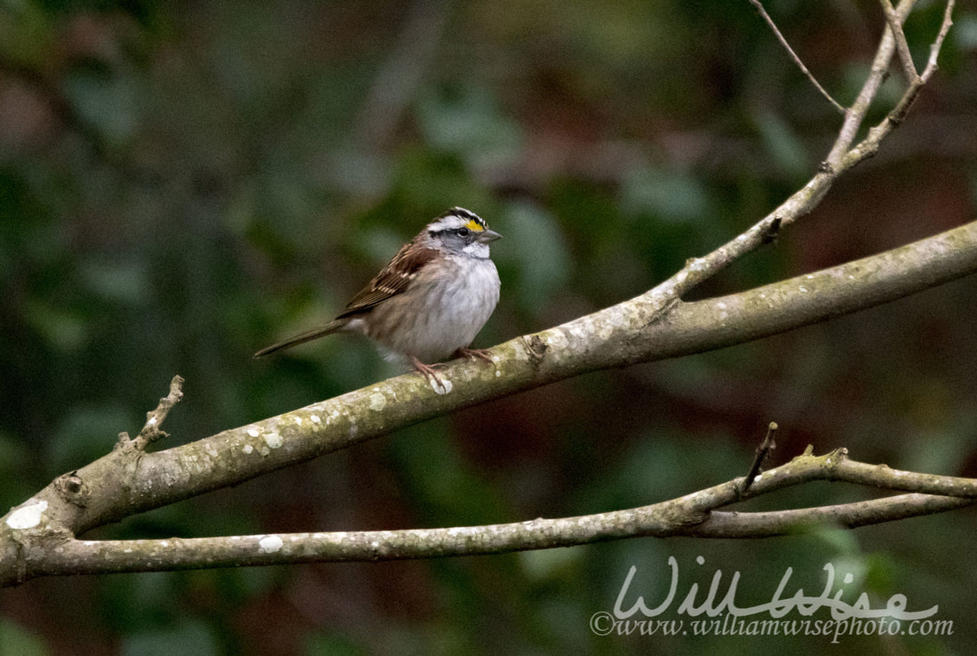 White Throated Sparrow Picture