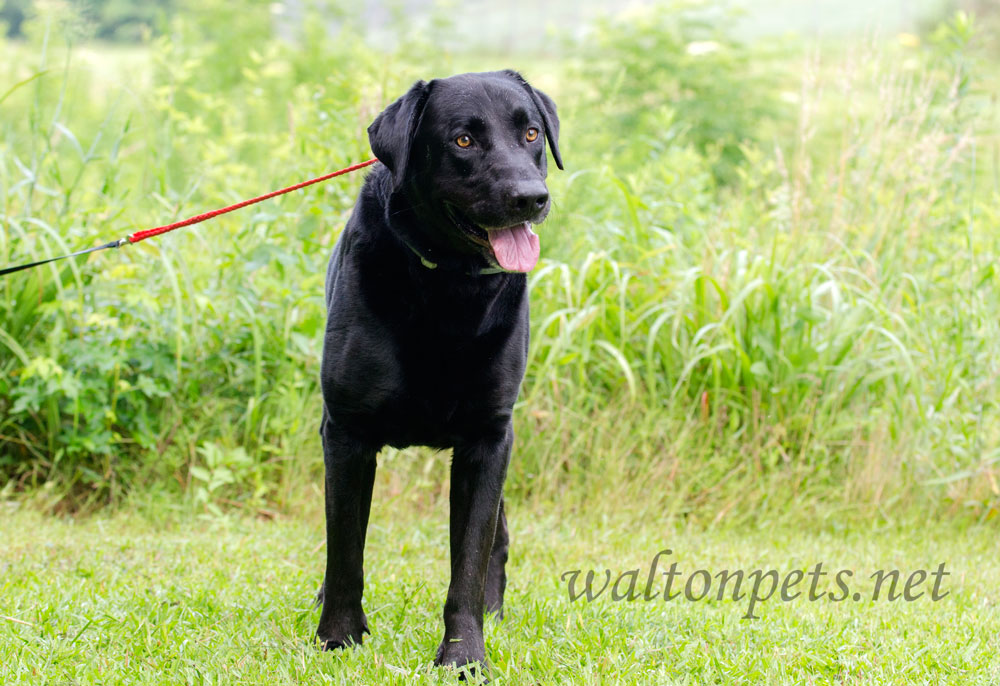 Black Labrador Retriever Dog